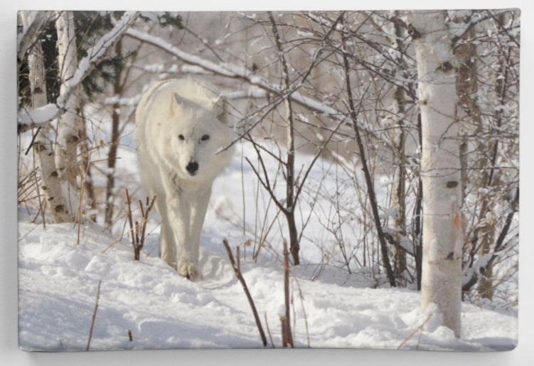 White Wolf Printed on Canvas